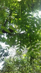 Juglans neotropica