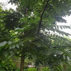 Juglans neotropica