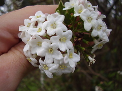 Viburnum × burkwoodii