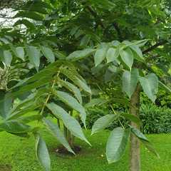 Juglans neotropica