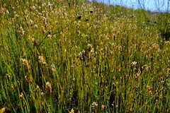 Elegia fistulosa