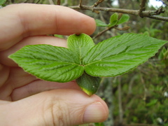 Viburnum × burkwoodii