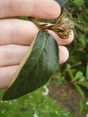 Viburnum × burkwoodii