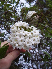 Viburnum × burkwoodii
