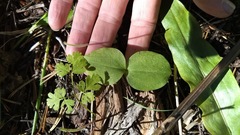 Neottia convallarioides