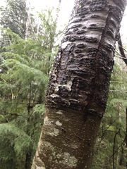 Didymosphaeria oregonensis