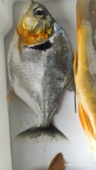 Serrasalmus manueli