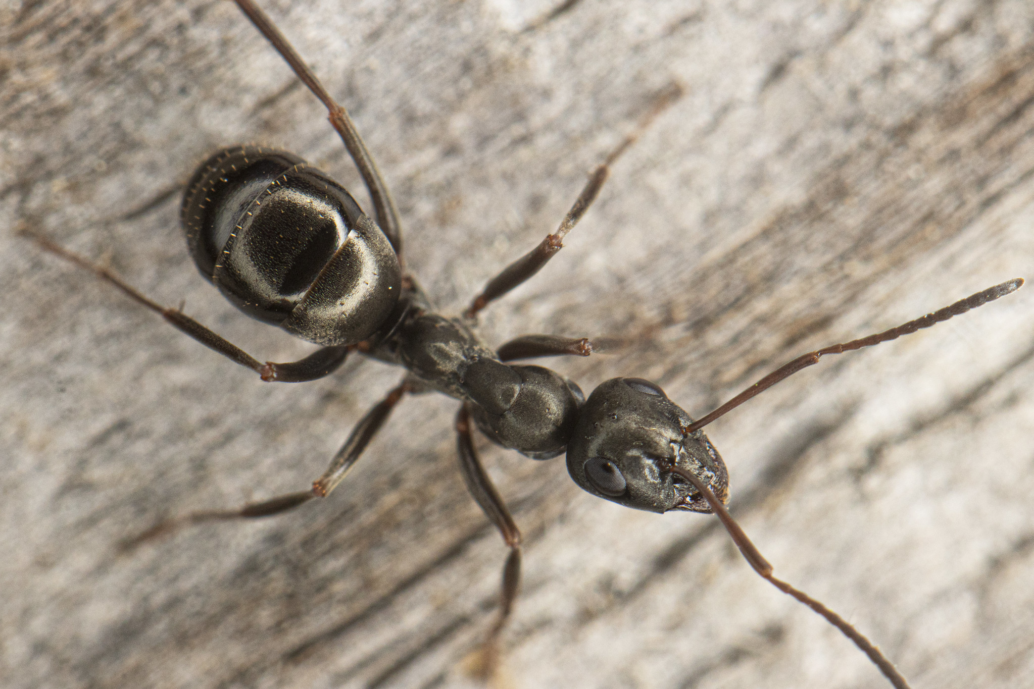 Formica subaenescens