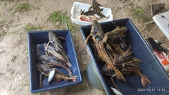 Megalodoras uranoscopus