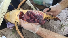 Megalodoras uranoscopus