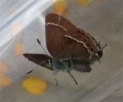 Callophrys johnsoni