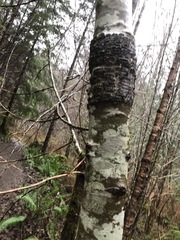 Didymosphaeria oregonensis