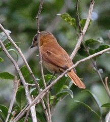 Pachyramphus castaneus