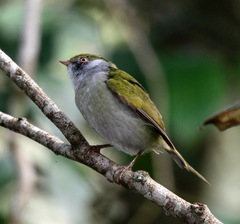 Ilicura militaris