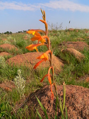 Gladiolus aurantiacus