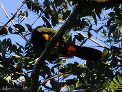 Selenidera maculirostris