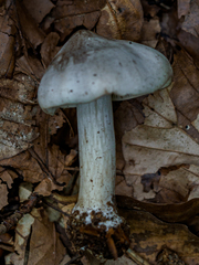 Tricholoma sciodes