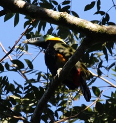 Selenidera maculirostris