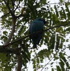 Dacnis nigripes