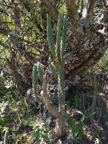 Salmonopuntia schickendantzii, photograph 2
