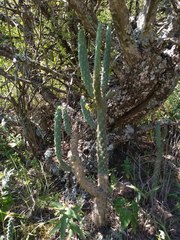 Salmonopuntia schickendantzii, photograph Lucas Kaminski, CC BY, iNaturalist via GBIF