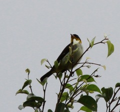 Hemithraupis flavicollis