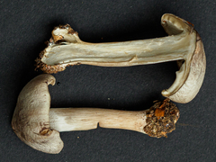 Tricholoma sciodes