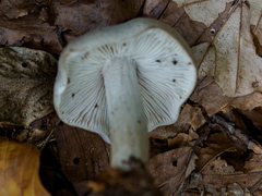 Tricholoma sciodes