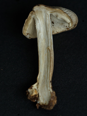 Tricholoma sciodes
