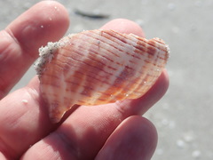 Fasciolaria tulipa image