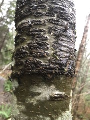 Didymosphaeria oregonensis