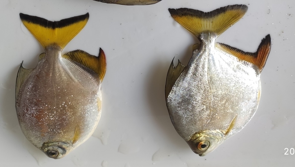 Arnold's Pacu