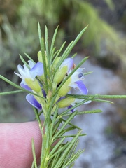 Psoralea ivumba