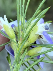 Psoralea ivumba