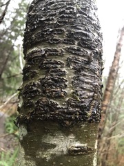 Didymosphaeria oregonensis