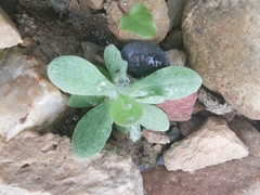 Pseudognaphalium affine