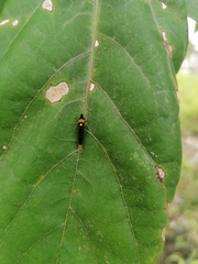 Acrogonia flavoscutellata