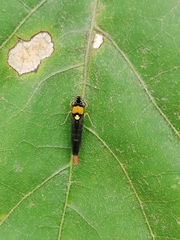 Acrogonia flavoscutellata