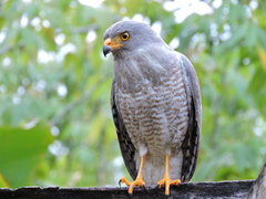 Rupornis magnirostris