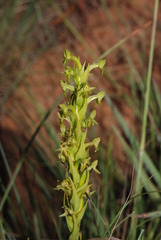 Habenaria pseudociliosa
