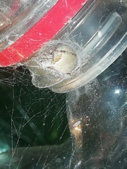 Eriophora edax