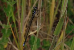 Cyanallagma interruptum