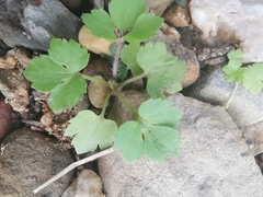 Ranunculus sieboldii