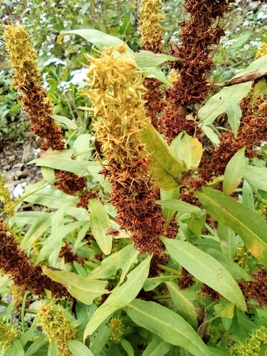 Rumex trisetifer iNat (1)