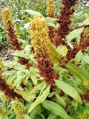 Rumex trisetifer