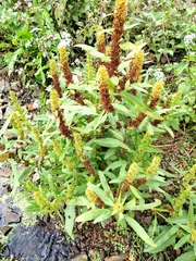 Rumex trisetifer