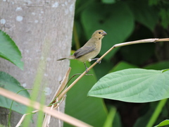 Sporophila corvina