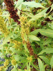 Rumex trisetifer