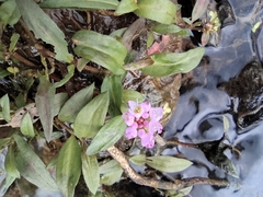Polygonum criopolitanum