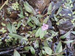 Polygonum criopolitanum